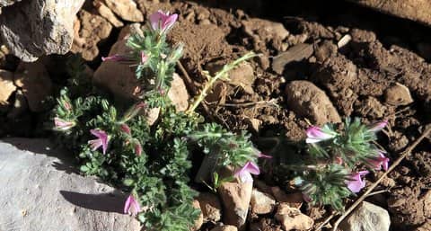 Imagen de Ononis cristata Mill. grex