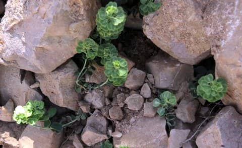 Imagen de Aethionema saxatile (L.) R.Br. subsp. latifolium H. Lindb. fil