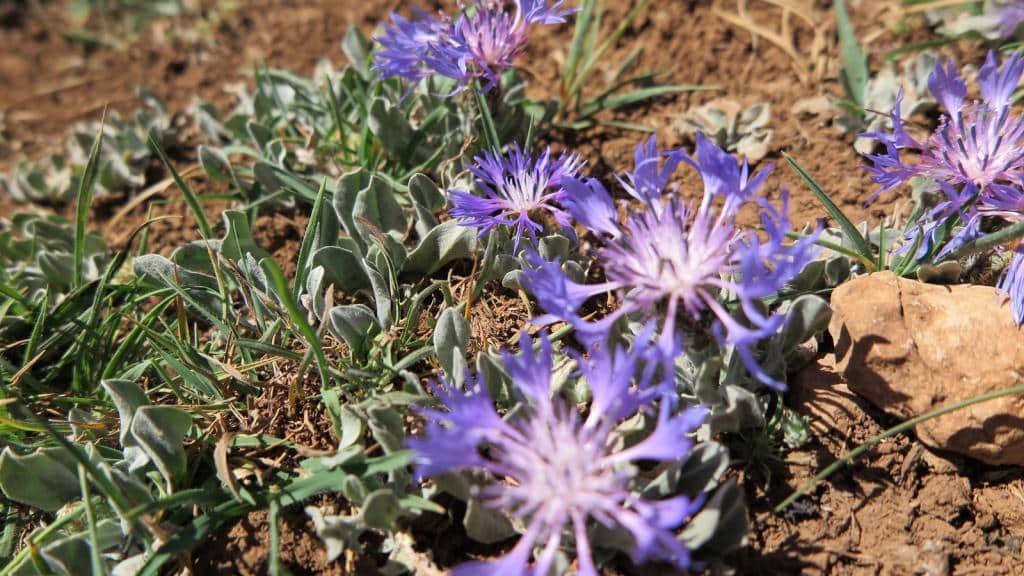 Imagen de Centaurea triumfettii (All.) Á. Löve & D. Löve ]