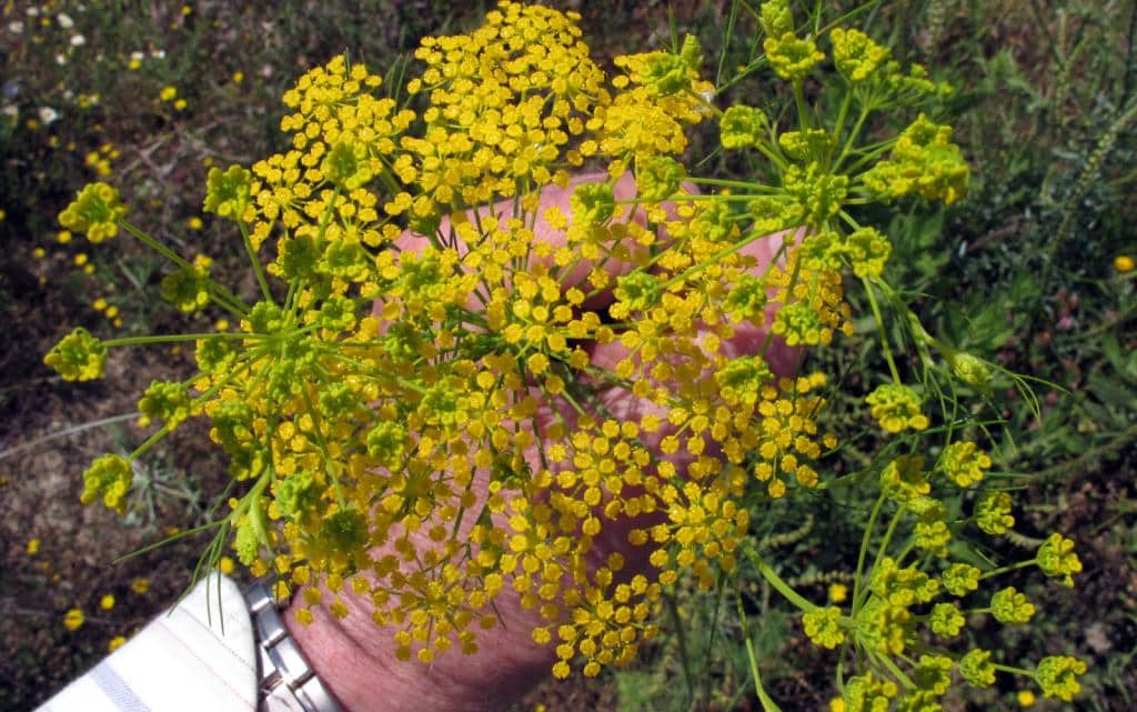 Imagen de Ridolfia segetum (L.) Moris