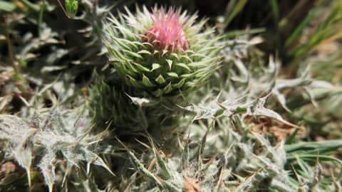 Imagen de Cynara baetica (Spreng.) Pau subsp maroccana Wiklund ?