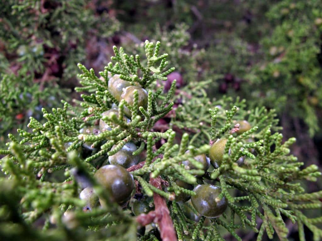 Imagen de Juniperus phoenicea