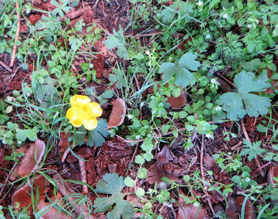 Imagen de Ranunculus