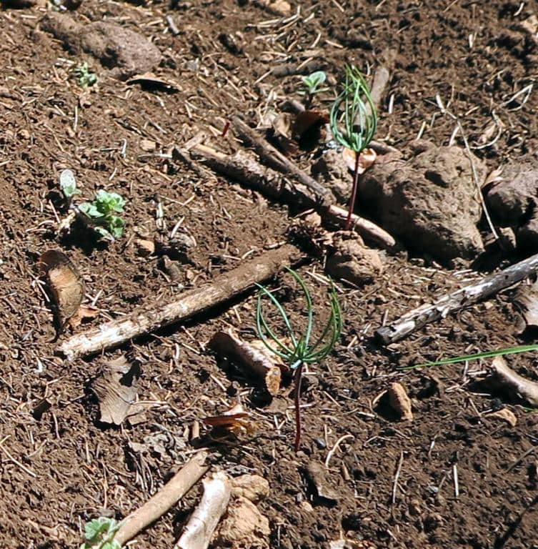 Imagen de Cedrus atlantica (Endl.) Carriere