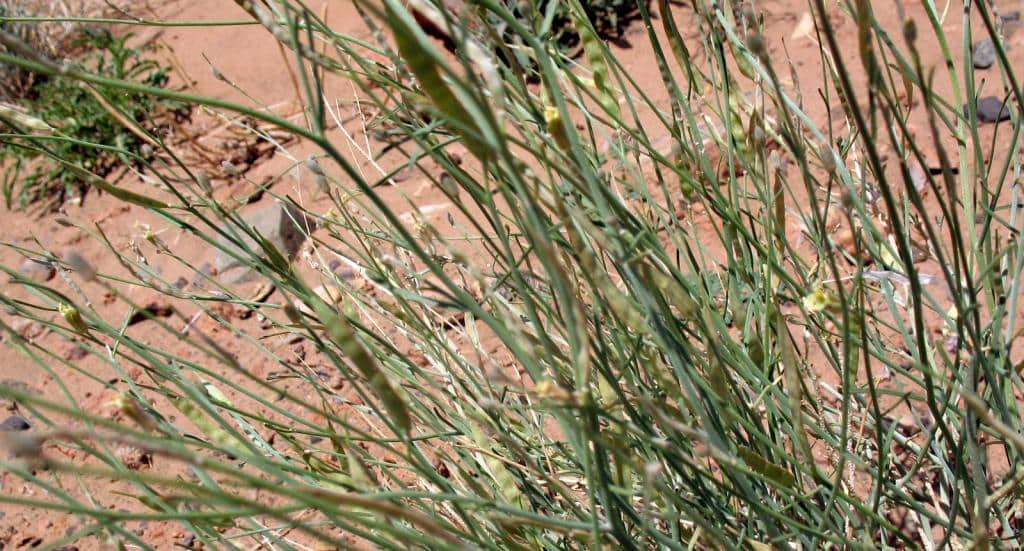 Imagen de Farsetia occidentalis B. L. Burtt