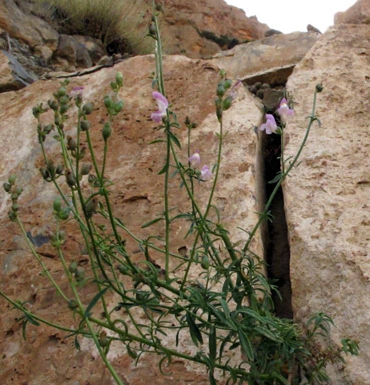 Imagen de Antirrhinum