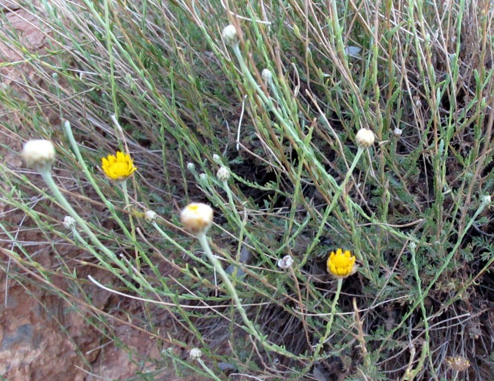 Imagen de Chamaemelum scariosum (Ball) Benedí