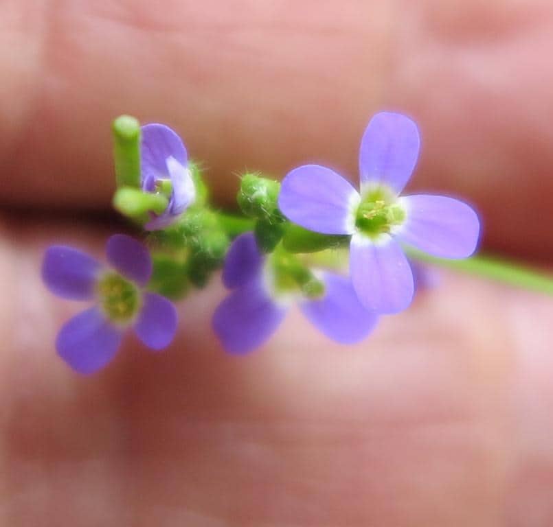 Imagen de Arabis flor azul