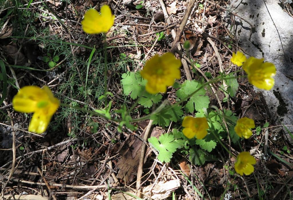 Imagen de Ranunculus acris)