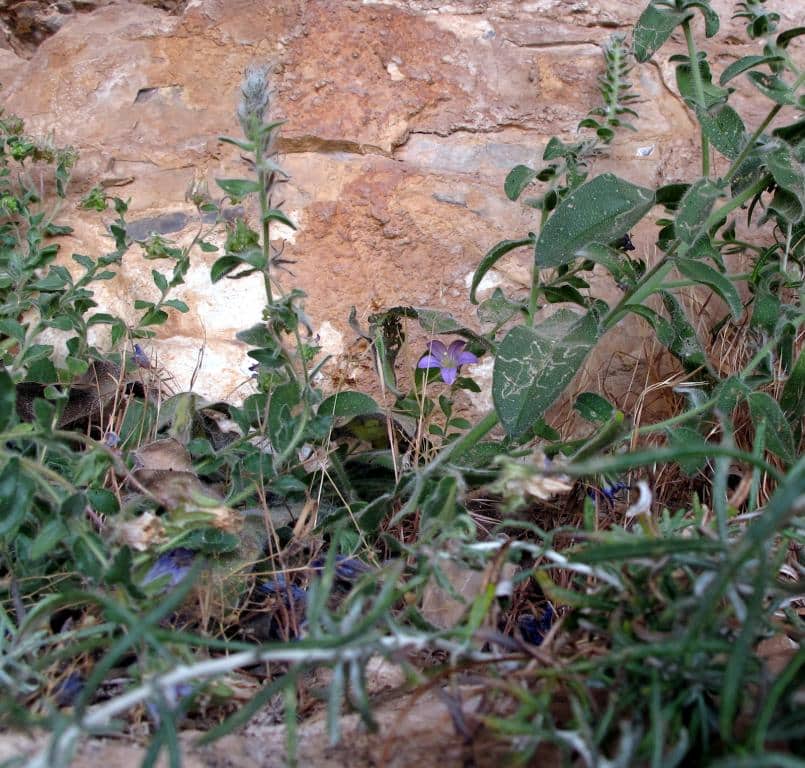 Imagen de Campanula embergeri Litard. & Maire