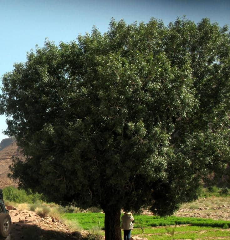 Imagen de Pistacia atlantica Desf.