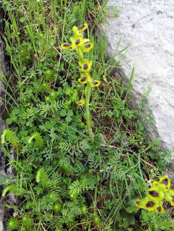 Imagen de Ophrys lutea Cav.