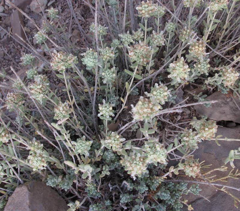 Imagen de Teucrium antiatlanticum (Maire) Sauvage & Vindt ))