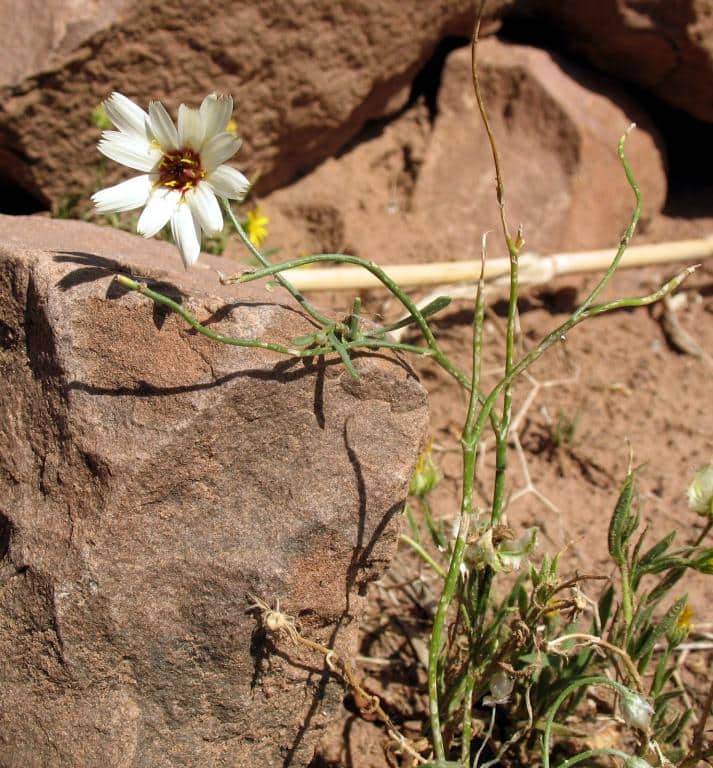 Imagen de Catananche arenaria Cosson & Durieu