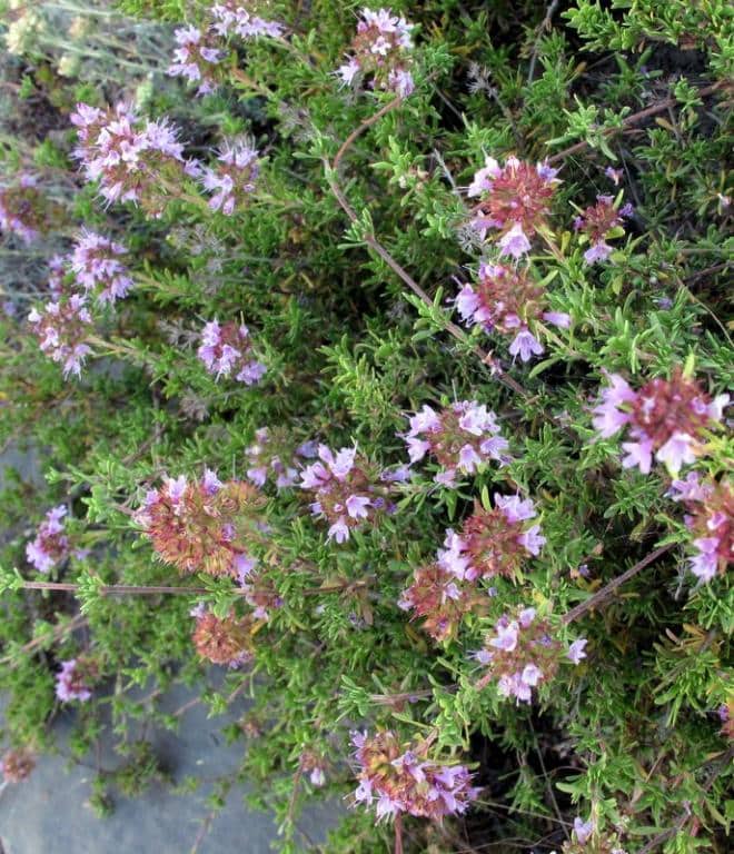Imagen de Thymus satureioides Cosson