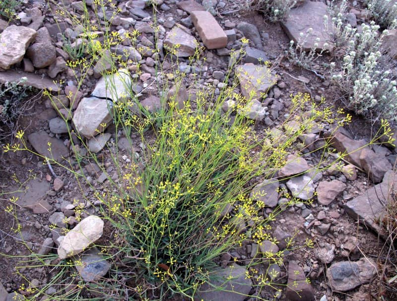 Imagen de Bupleurum atlanticum Murb.