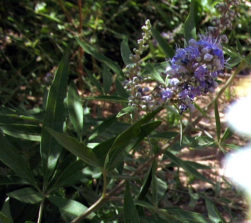 Imagen de Vitex agnus-castus L.
