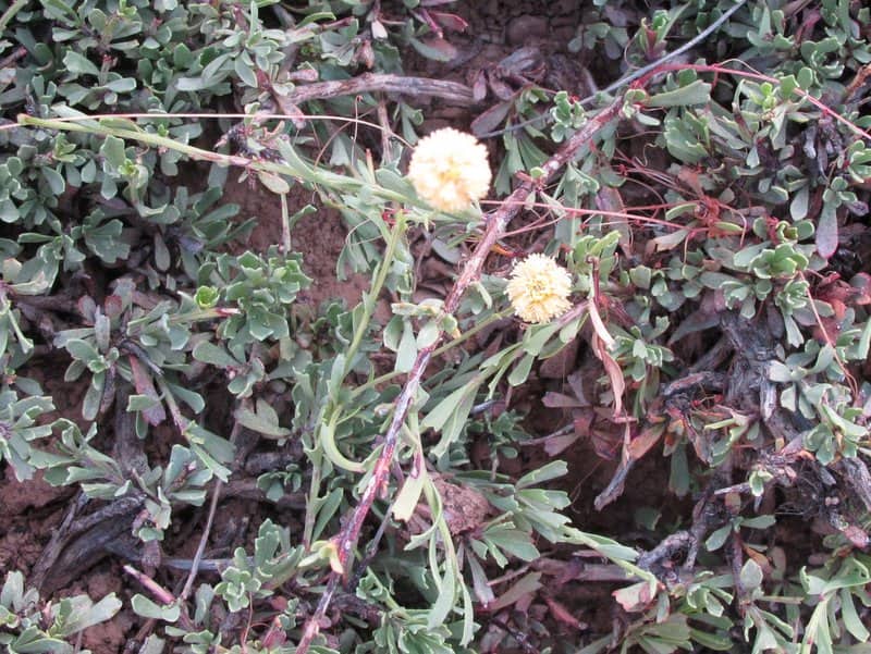 Imagen de Globularia nainii Batt.