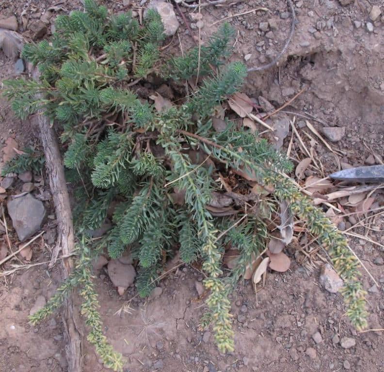 Imagen de Thymelaea virgata Endl. subsp. broussonetii (Ball) Kit Tan