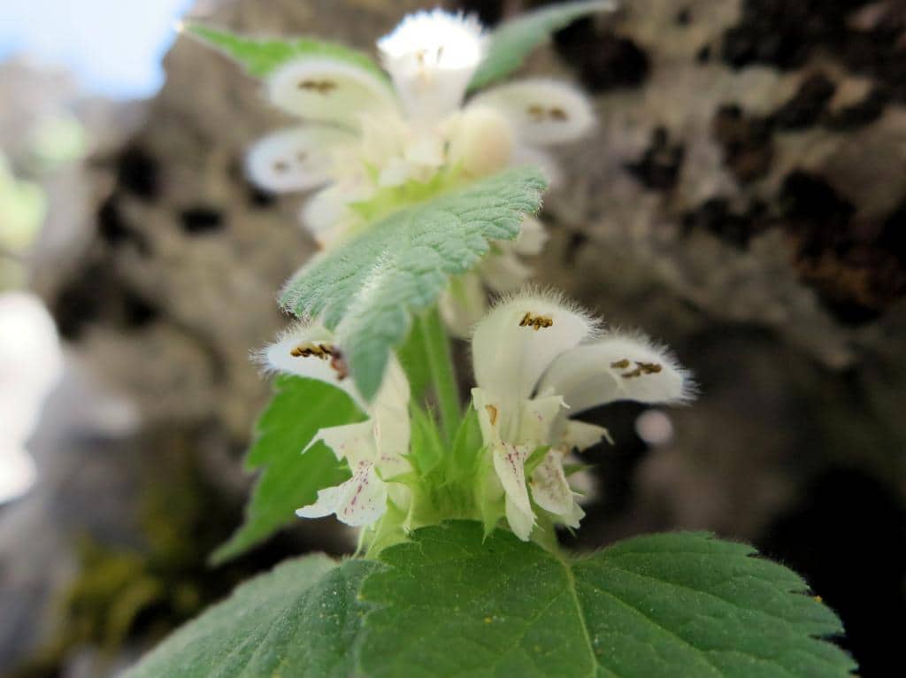 Imagen de Lamium album L.