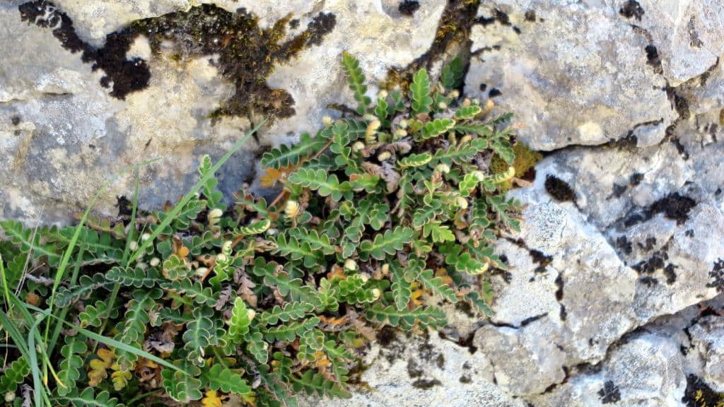 Imagen de Ceterach officinarum Willd.