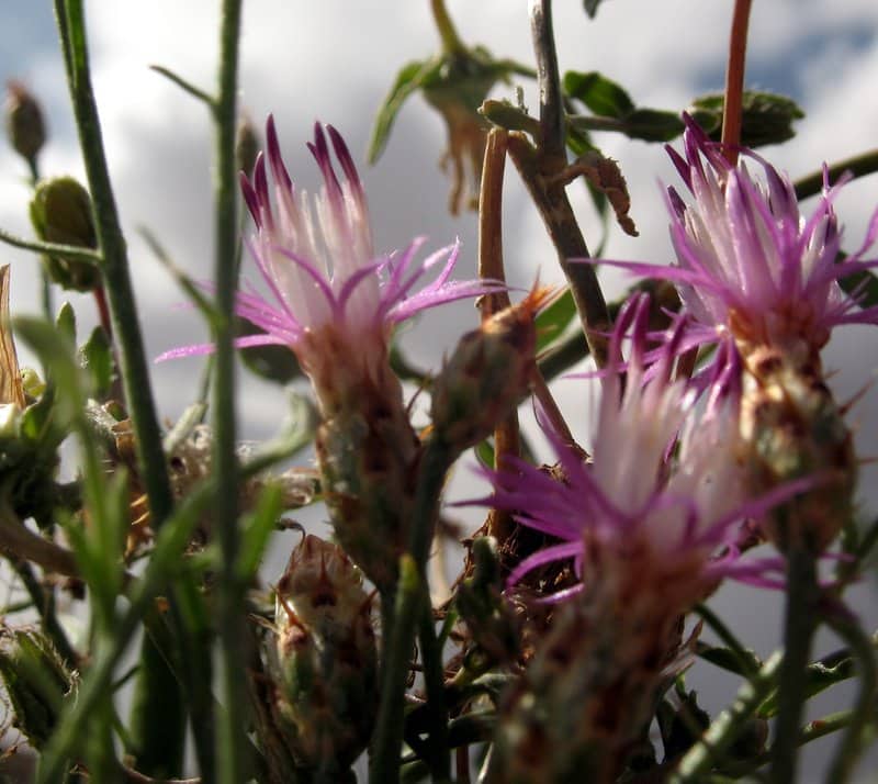 Imagen de Centaurea aspera grex