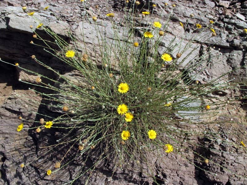 Imagen de Ormenis scariosa (Ball) Oberpr. & Vogt