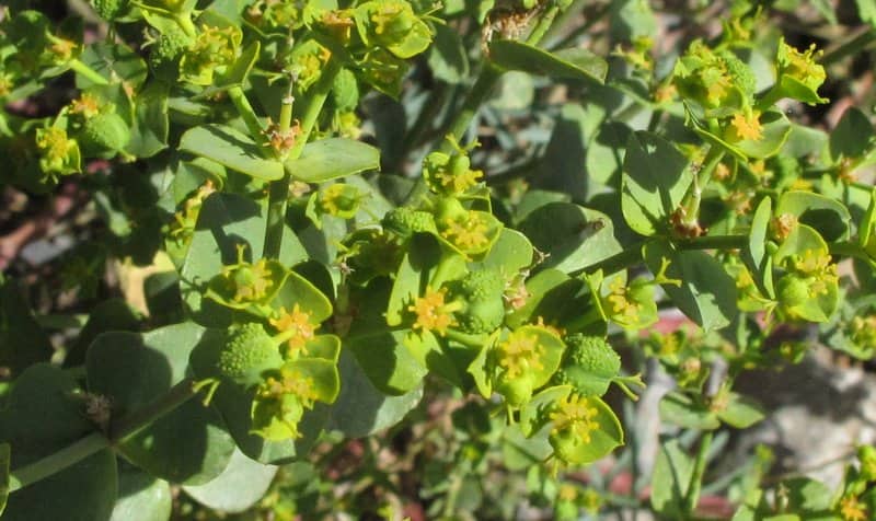 Imagen de Euphorbia verrucosa?)