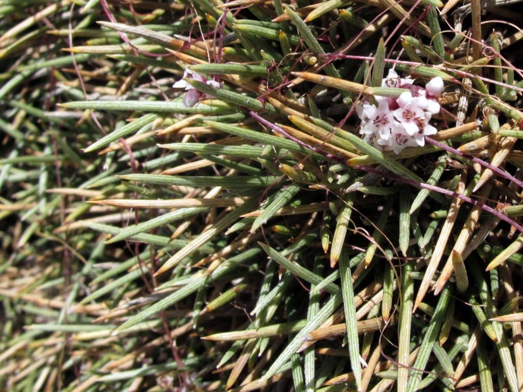 Imagen de Genista harra