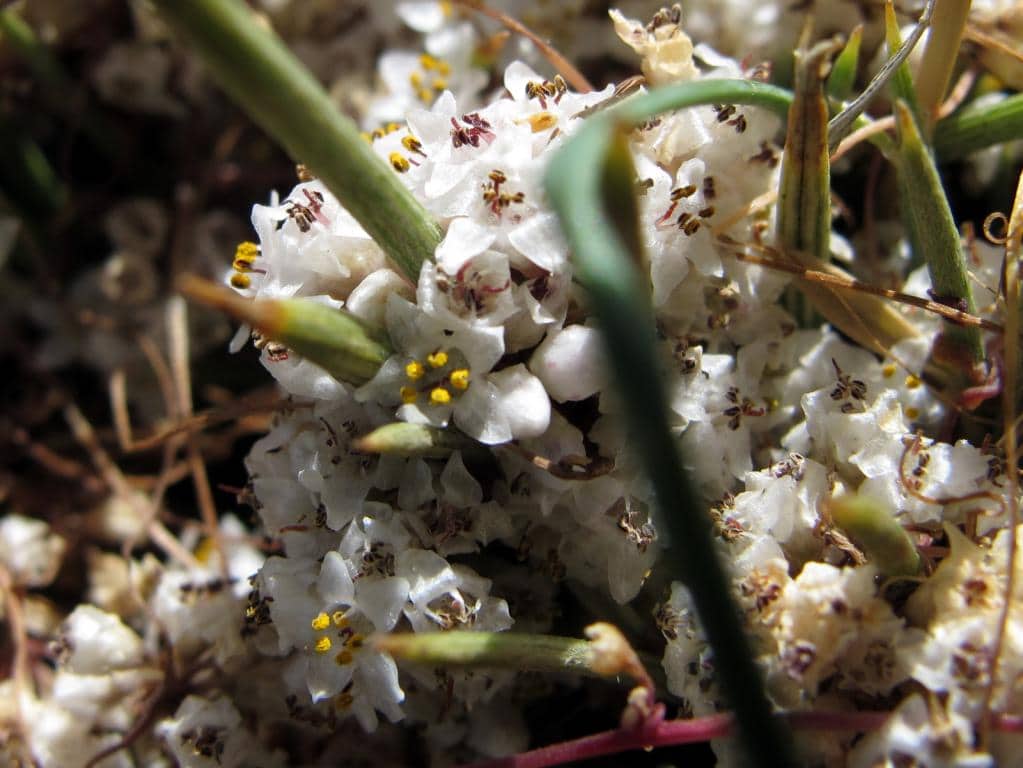 Imagen de Cuscuta