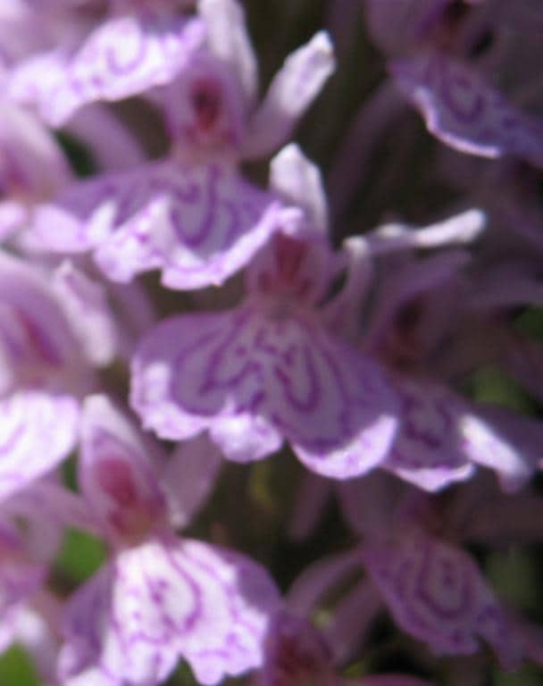 Imagen de Dactylorhiza