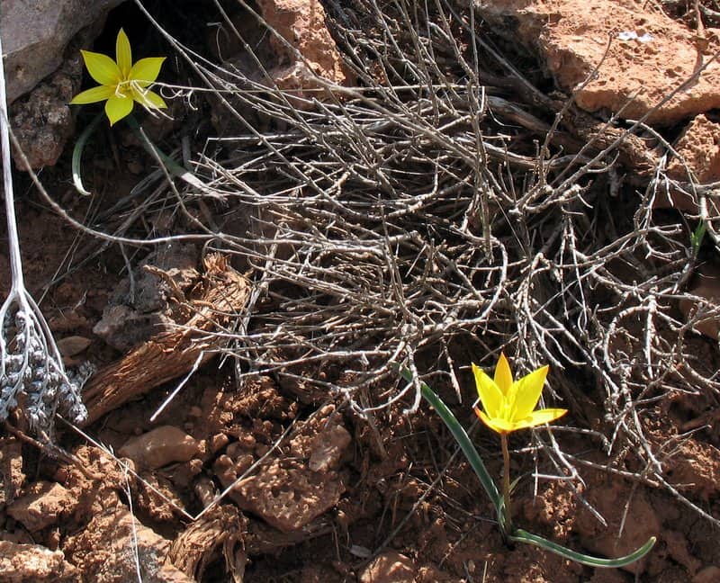 Imagen de Tulipa sylvestris subsp. australis (Link) Pamp.