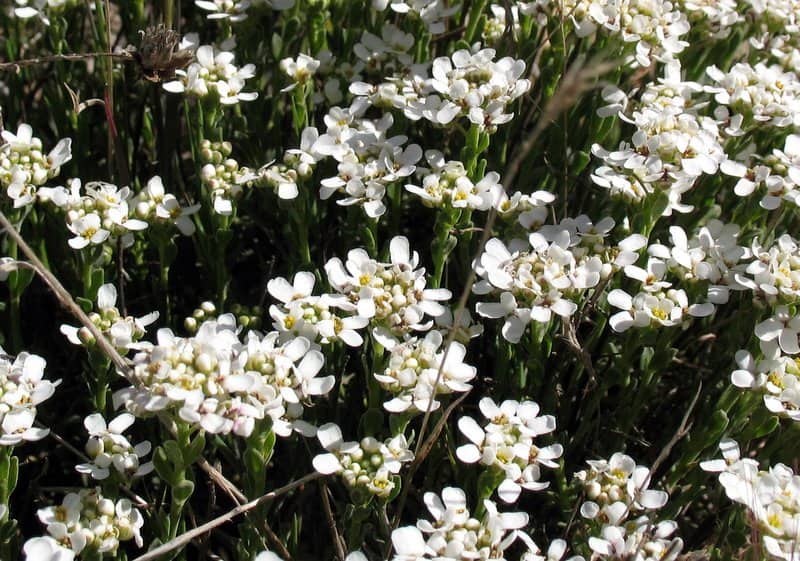 Imagen de Iberis saxatilis L.