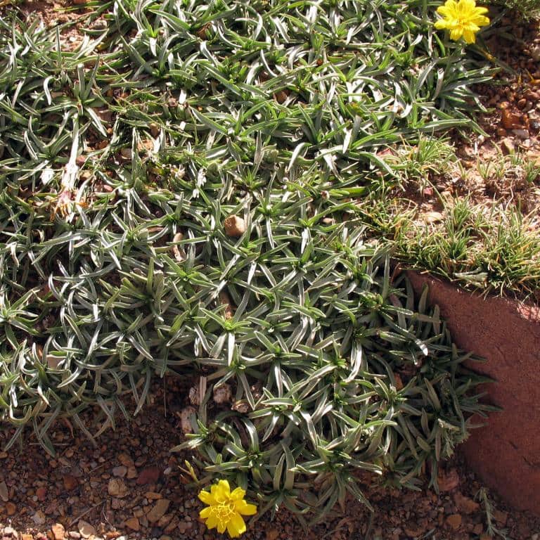 Imagen de Scorzonera pseudopygmea Lipsch.