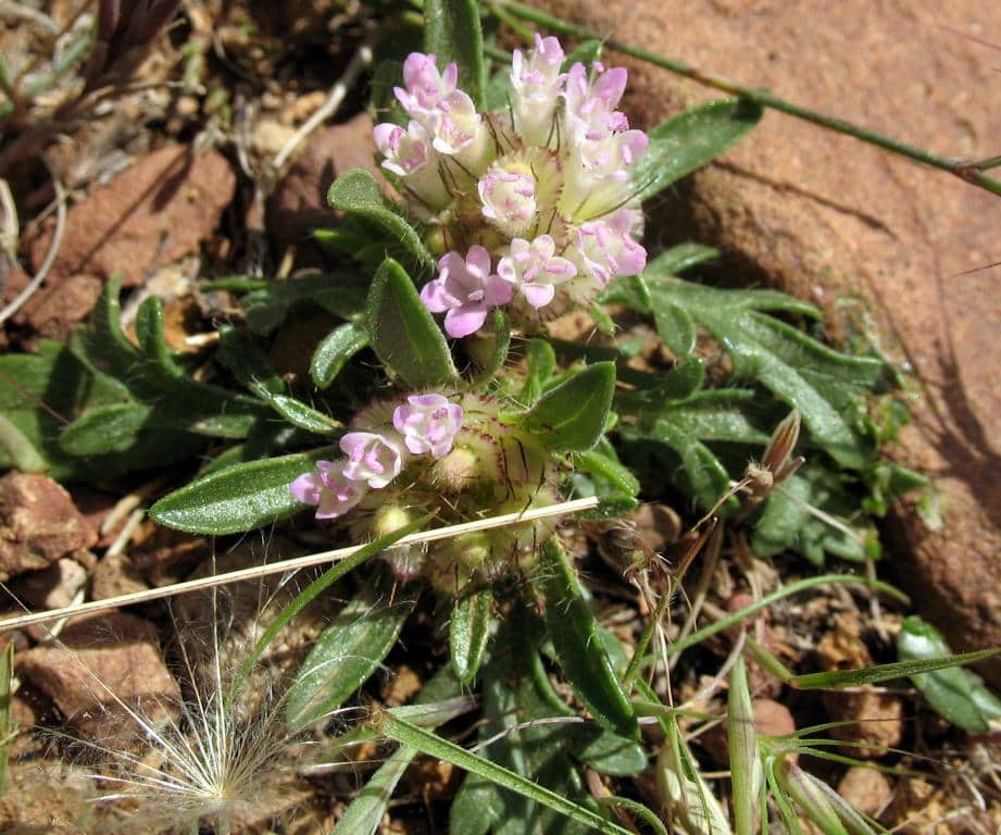 Imagen de Lomelosia stellata (L.) Raf.