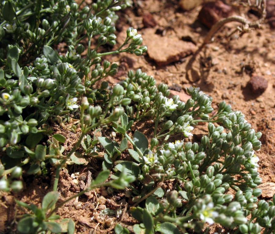 Imagen de Polycarpon polycarpiodes (Biv.) Fiori subsp. herniarioides (Ball) Maire &Weiller