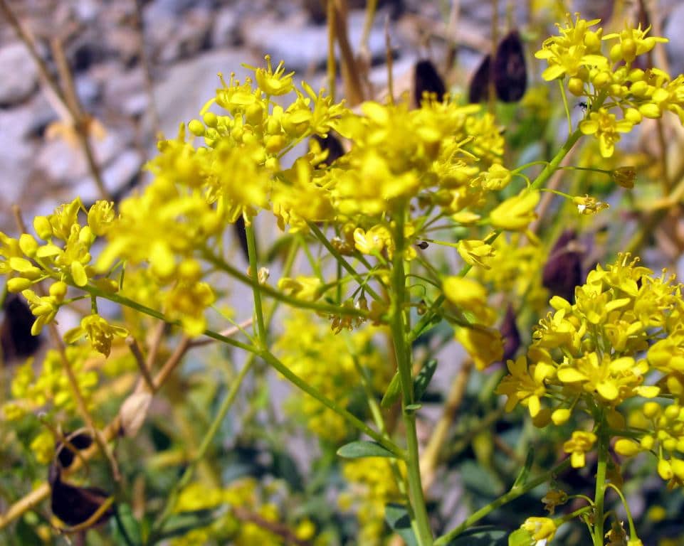 Imagen de Isatis tinctoria L.