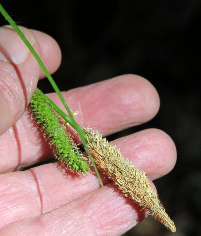 Imagen de Carex camposii Boiss. & Reuter
