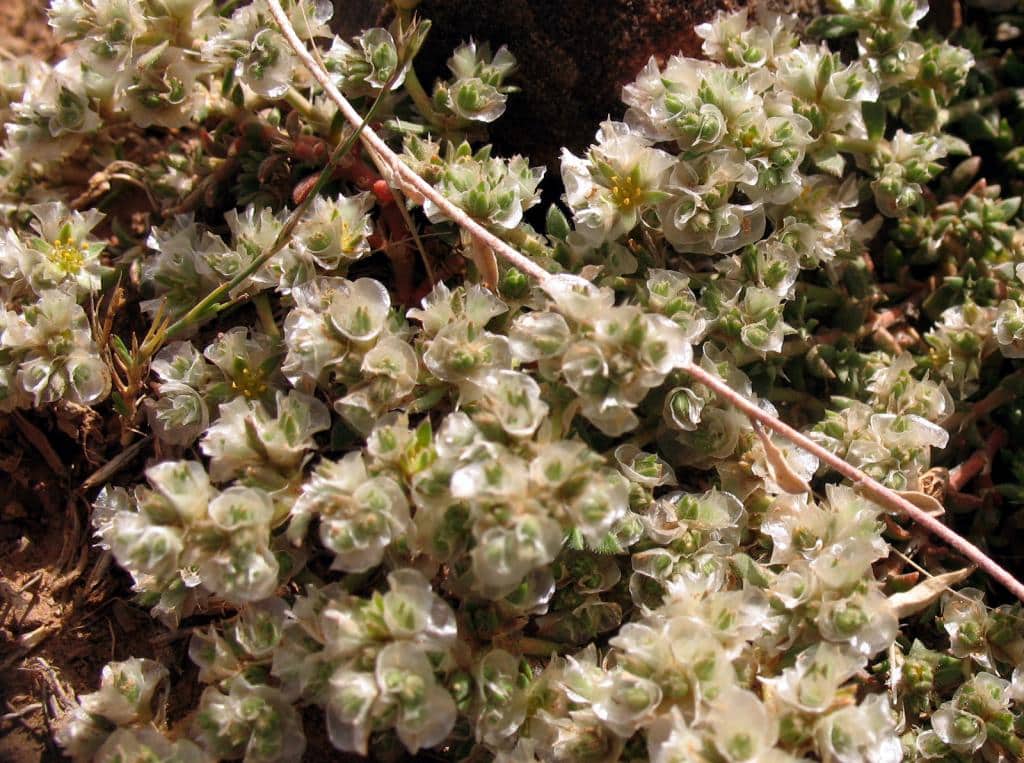 Imagen de Paronychia