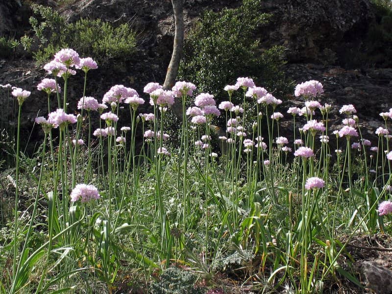 Imagen de Allium roseum L.