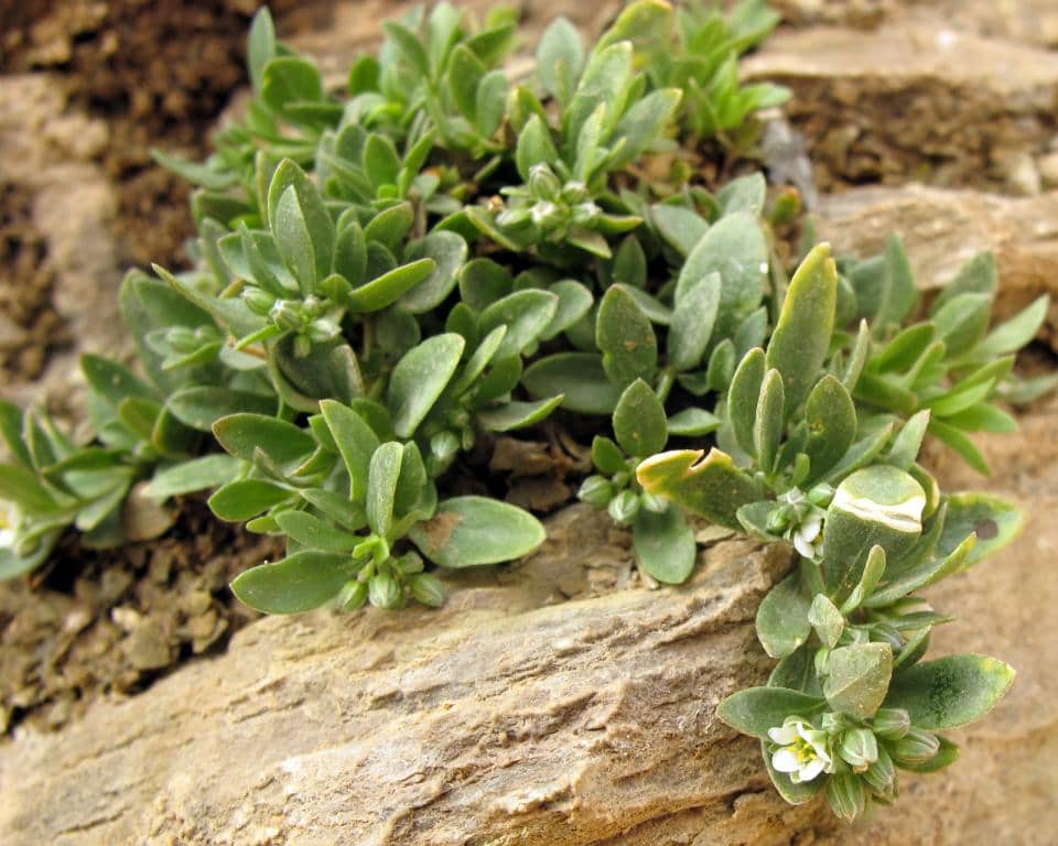 Imagen de Polycarpon polycarpiodes (Biv.) Fiori subsp. herniarioides (Ball) Maire &Weiller