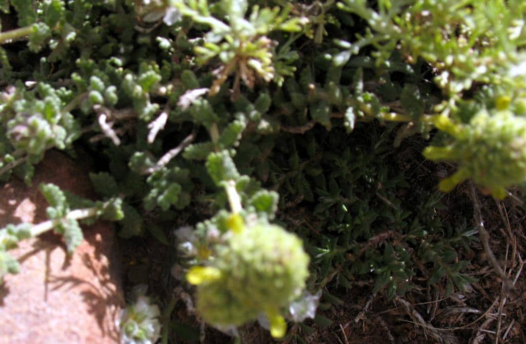 Imagen de Teucrium polium grex