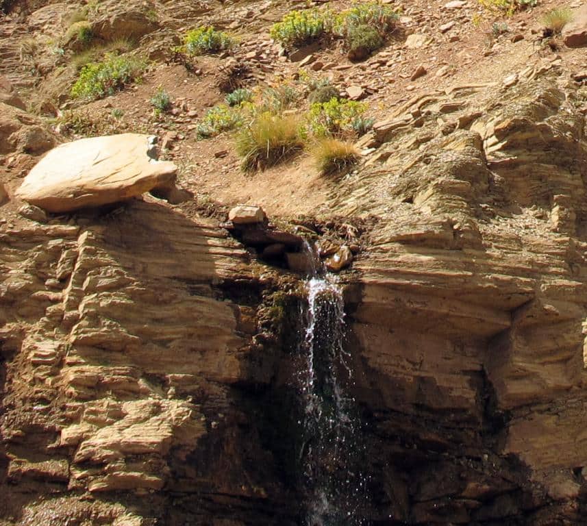 Imagen de Festuca mairei