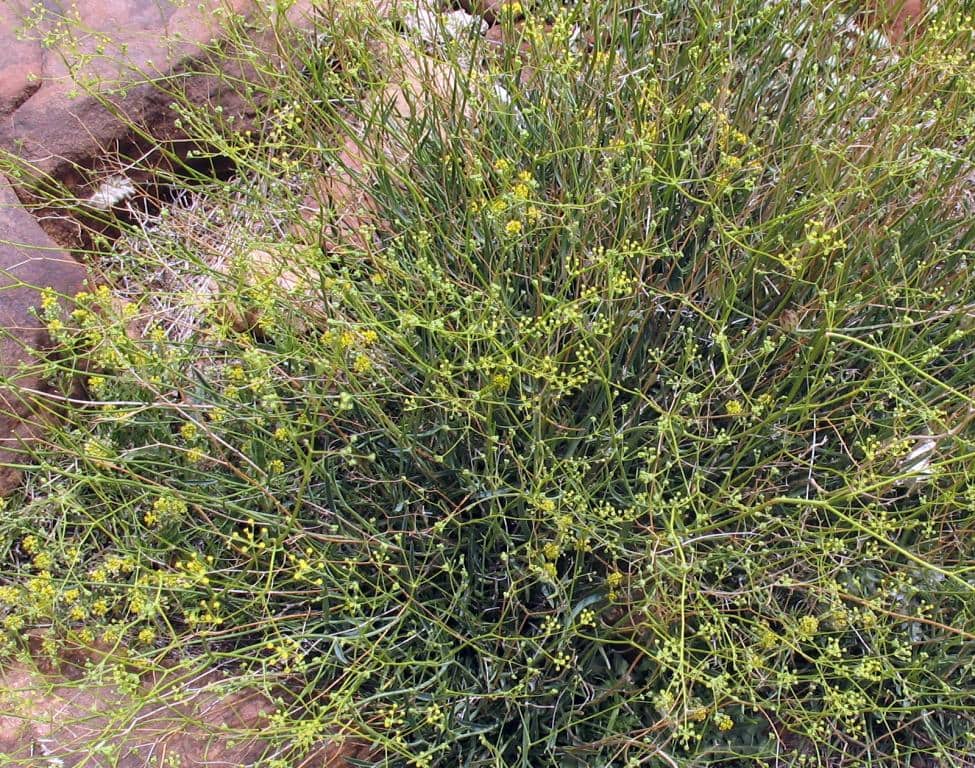 Imagen de Bupleurum mesatlanticum Litard. & Maire