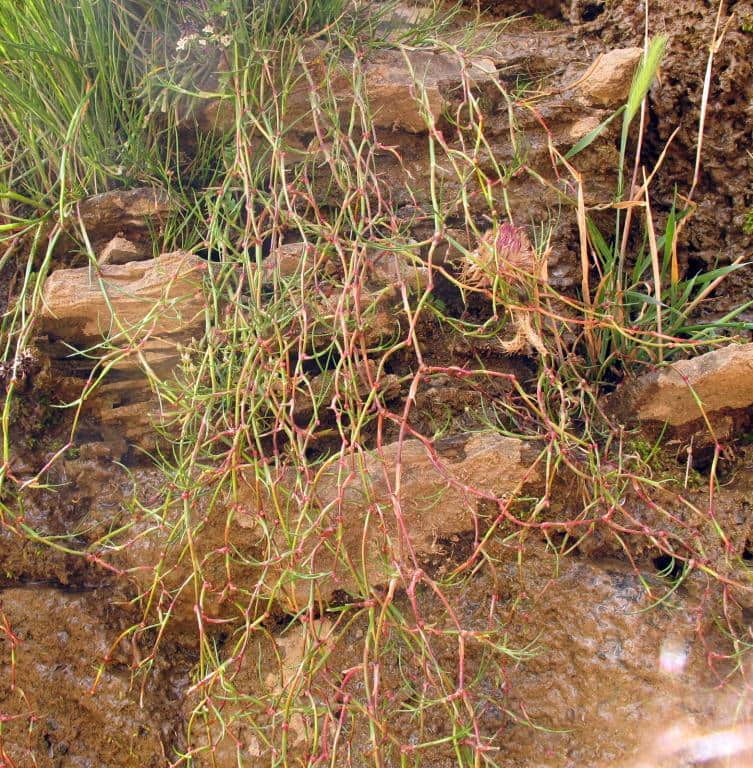 Imagen de colgante sin flores