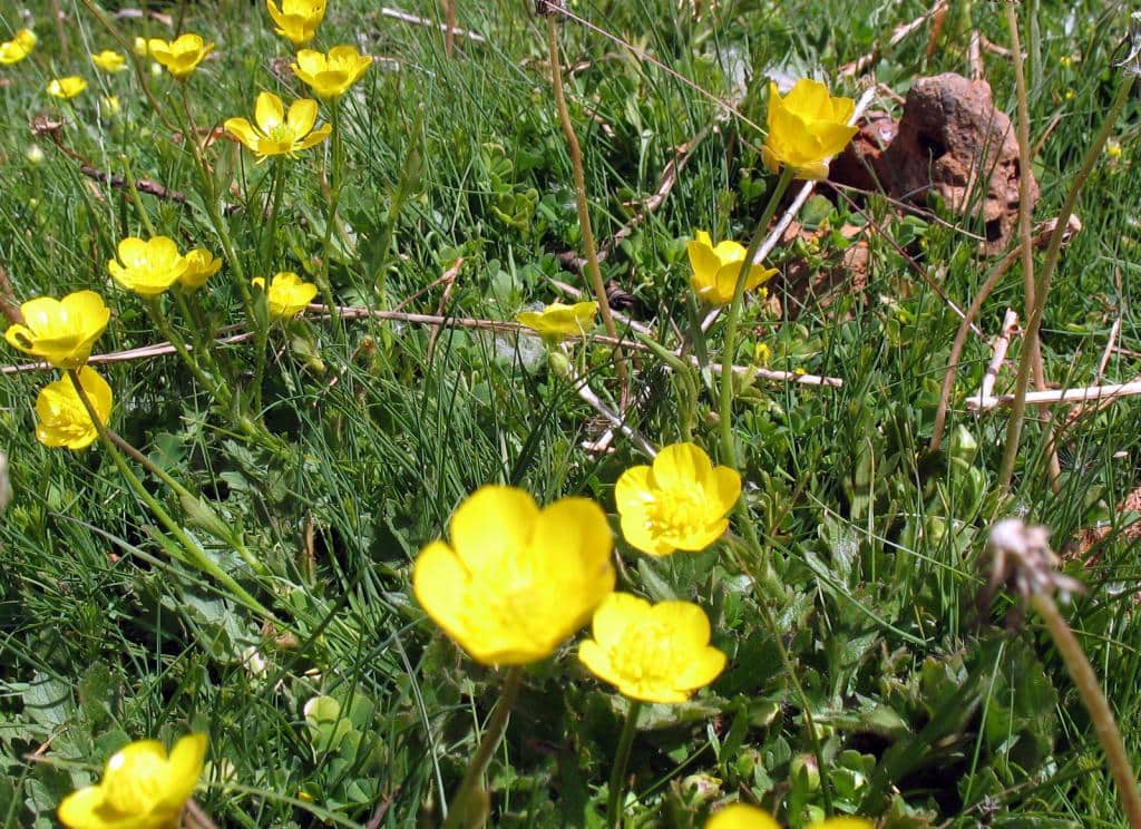 Imagen de Ranunculus bulbosus L.