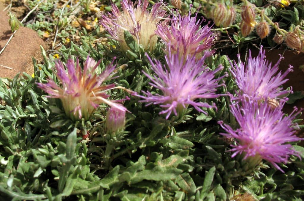 Imagen de Jurinea humilis (Desf.) DC