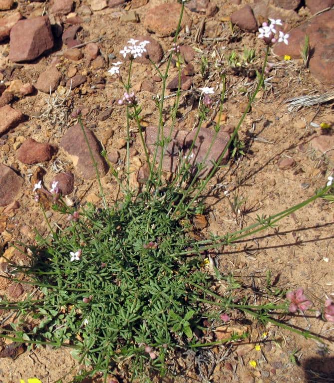 Imagen de Asperula hirsuta Desf.