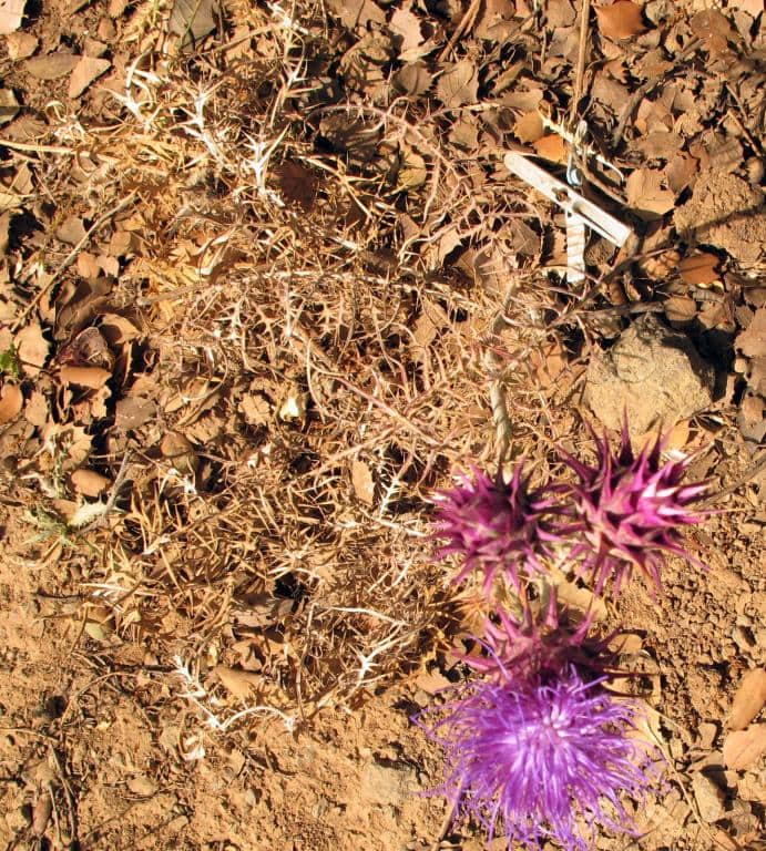 Imagen de Cynara baetica (Spreng.) Pau subsp maroccana Wiklund