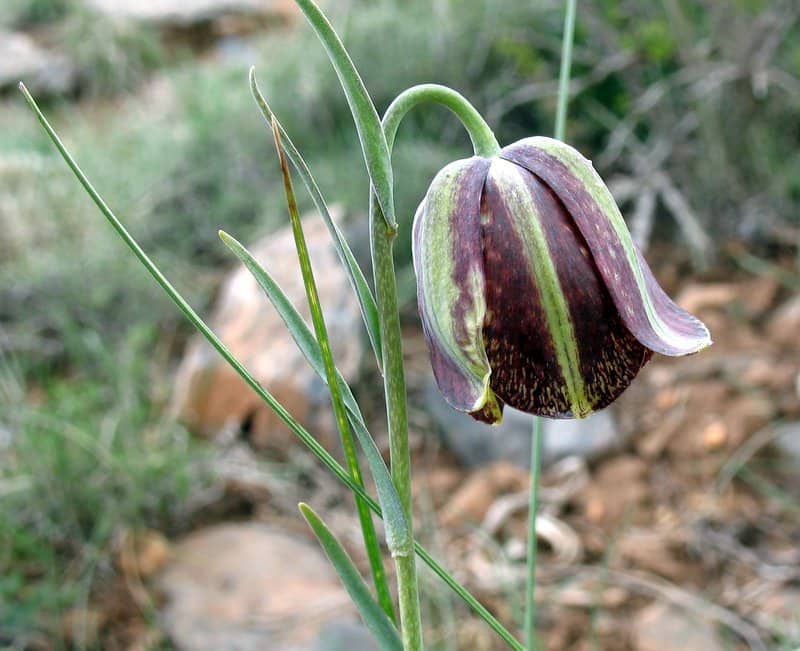 Imagen de Fritillaria lusitanica Wikstr.